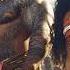 Dwayne Johnson Can I Get A Chee Hoo From Moana 2
