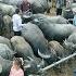 Buy Buffalo Villagers And Use Truck To Transport To Countryside Market To Sell Giang Thi Ca