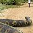 Anaconda Snake 3 In Real Life HD Video