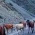 Звук копыт звук бега лошадей лошади Horse Sounds Horses