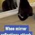 Mirror Reflection Attacks Cat So Funny