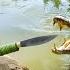 Angry Because Crocodile Attacked Farm Intense Battle With Clever Trap Tactics