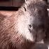 Capybara My Love