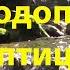 Шум лесного водопада пение птиц Красивый водопад 2 часа White Noise