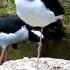 Seabird Bird