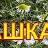 Ромашка аптечная свойства применение
