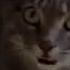 Котята прикольно поют Cat Music