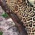 Jaguar Claws On Tree STUNNING