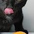 Cat Eating Egg Yolk Wet Food ASMR