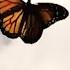 GASHI BUTTERFLIES
