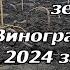 Як я вкриваю виноградник землею 2024