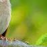 Nightingale Singing The Best Bird Song In The World Luscinia Megarhynchos