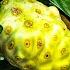 7 Amazing Benefits Of Noni Fruit