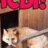 Alice The Fox The Fox Captures The Dogs Booth Funny Moments