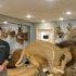 UNBELIEVABLE Penthouse Trophy Room In Iowa WhitetailCribs