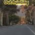 The City Coyotes Are Not Afraid Of Humans Wildlife Animals Humanwildlife Coyote