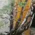 Bonsai Gamai Harau Gardeningchannel