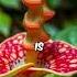 The World S Largest Flower Has A Shocking Smell The Rafflesia Mystery Revealed