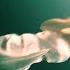 Can You Get Stuck In A Lucid Dream Forever