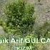 ARİF GULCANİ KIZIM