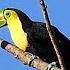 Keel Billed Toucan Calling