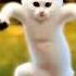 Ashu Cartoon Video Cat Dance