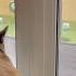 Gerda Came To Call Puma Messi Outside An Adorable And Naive Cheetah
