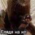 Как успокоить кошку Cat Catsfacts