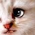 Мой любимый котик Песни Для Детей Ирин ДОМ