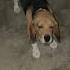 DuGu The Doggo Trending Shorts