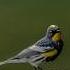 Have You Seen A Yellow Rumped Warbler Before Yellowrumpedwarbler Warbler Birding Birds Nature