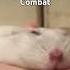 Вот до чего доводит ваш Hamster Combat Hamsterkombat Hamster рекомендации мем