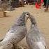 Pigeon Meting Shorts Pigeon Trending Bangladesh
