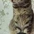 Не хочу хвастаться Cat кот смешныекоты топ втренде популярное котики кошка