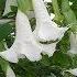 Para Que Sirve El Floripondio Propiedades Medicinales Brugmansia