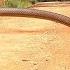 Eastern Brown Snake Jumps Into The Air