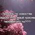 Фон кайфовый врек Shorts Katsuki Kpop Music