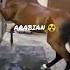 Angry Arabian Horse Angryhorse Shorts Shortsfeed 2023 Horse