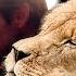 LION CUBS To COMPANIONS With Kevin Richardson The Lion Whisperer