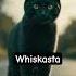 Не забывай кошачьи корни Пародия на Касту рэп кот пародия каста музыка