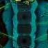 Zuma S Revenge Iron Frog 0 16 02