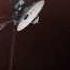 Voyager Reaches Interstellar Space
