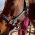 This Horse Was Rescued From A Life Of Exploitation