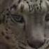 A New Snow Leopard Settles Down In Lumigny France