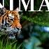 Animals Of The World 4K Scenic Wildlife Film With Calming Music