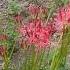 Spider Flowers Shorts Wildflowers