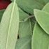 Sage Leaf Benefits Two Lesser Known Herbal Uses