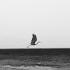 Quiet Cold Feat Brother Bird
