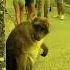 Dar Pyar Monkey Love Trending Chinara