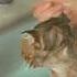 How To Bathe An Evil Cat At Home It S Not Easy Svetlana Shors Remix